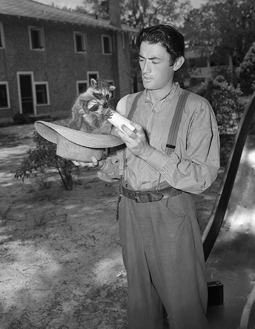 Behind the scenes shot of Gregory Peck bottle feeding raccoons on the set of The Yearling
